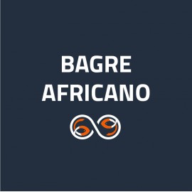 Bagre Africano (0)